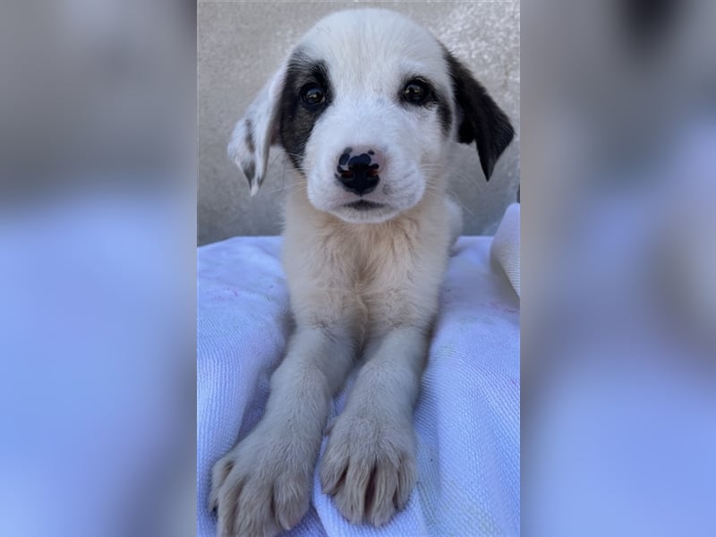 Alain, geb. ca. 06/2023, lebt in GRIECHENLAND, im städt. Tierheim Serres