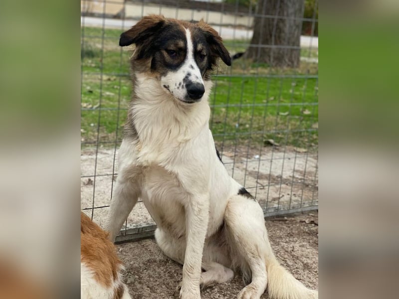 Resi, geb. ca. 10/2024, lebt in GRIECHENLAND, auf einer privaten Pflegestelle