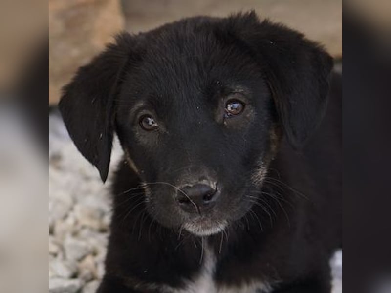 Louisa, geb. ca. 12/2023, lebt in GRIECHENLAND, im städt. Tierheim Serres
