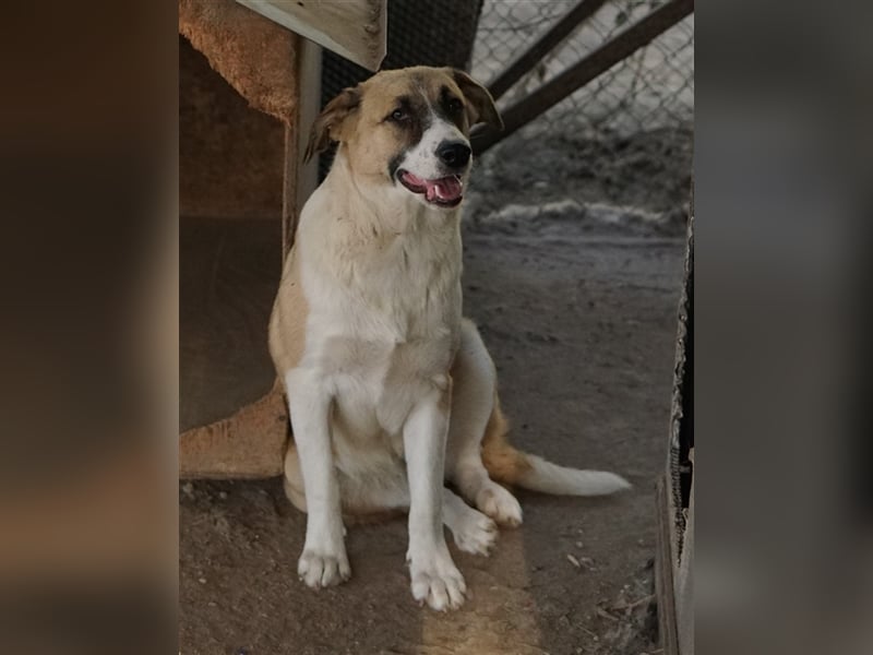 Jeanie, geb. ca. 05/2023, lebt in GRIECHENLAND, im städt. Tierheim Serres