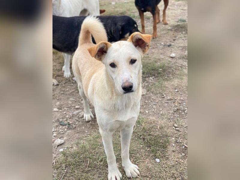 Kalena, geb. ca. 01/2025, lebt in GRIECHENLAND, im städt. Tierheim Serres