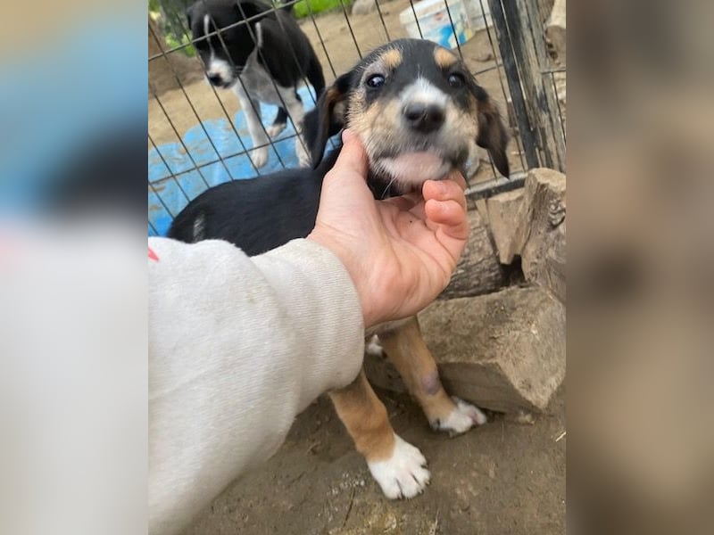 Kunigunde, geb. ca. 09/2025, lebt in GRIECHENLAND, auf einer privaten Pflegestelle