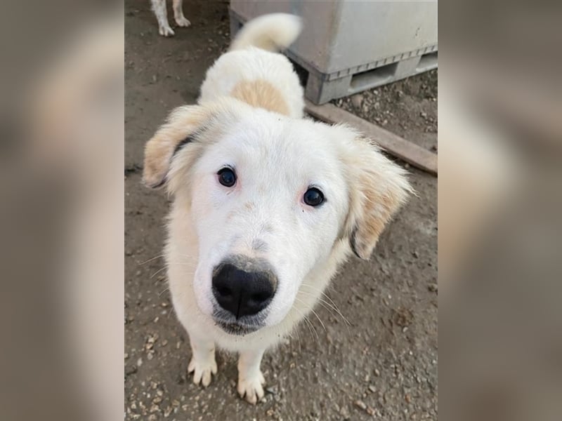 Skippy, geb. ca. 05/2022, lebt in GRIECHENLAND, im städt. Tierheim Serres