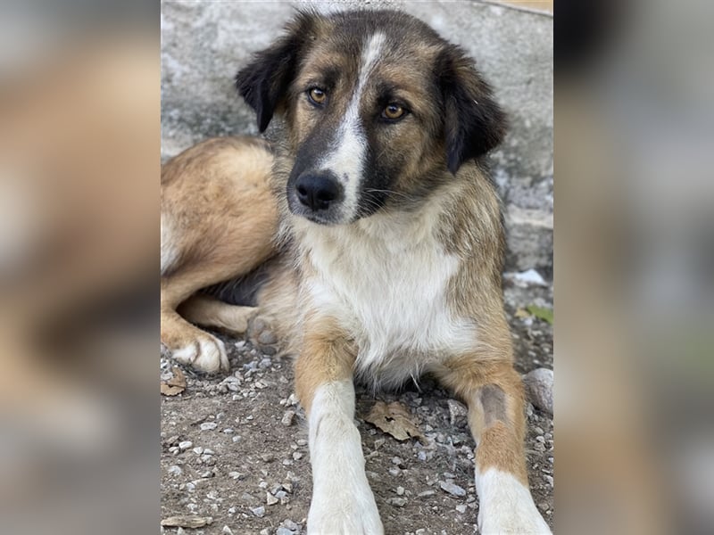 Poppi, geb. ca. 06/2021, lebt in GRIECHENLAND, im städt. Tierheim Serres