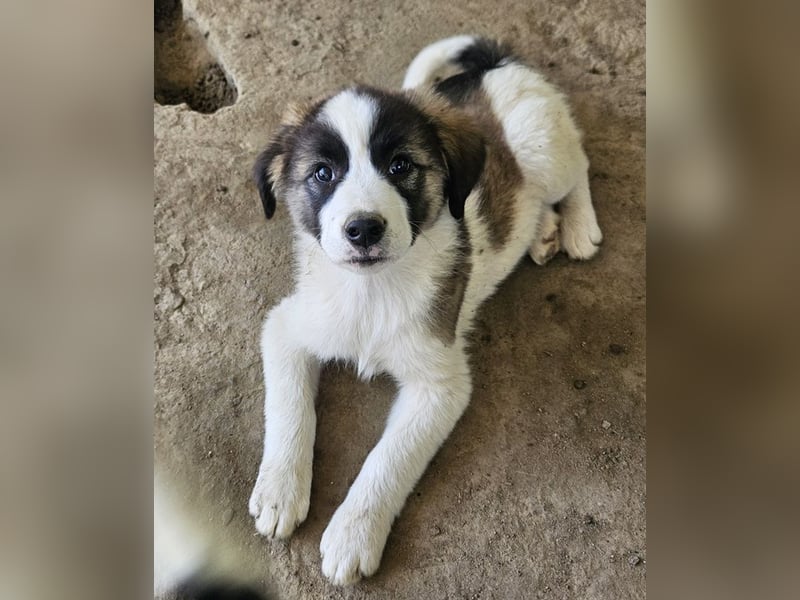 Lexya, geb. ca. 02/2025, lebt in GRIECHENLAND, auf einer privaten Pflegestelle