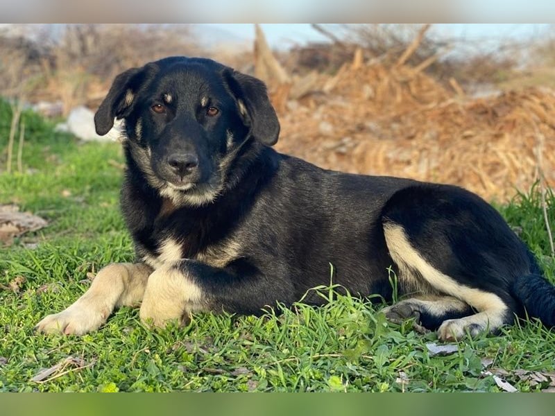 Ella, geb. ca. 09/2024, lebt in GRIECHENLAND, im städt. Tierheim Serres