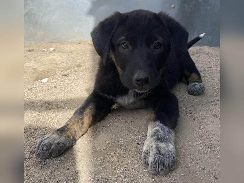 Louisa, geb. ca. 12/2023, lebt in GRIECHENLAND, im städt. Tierheim Serres