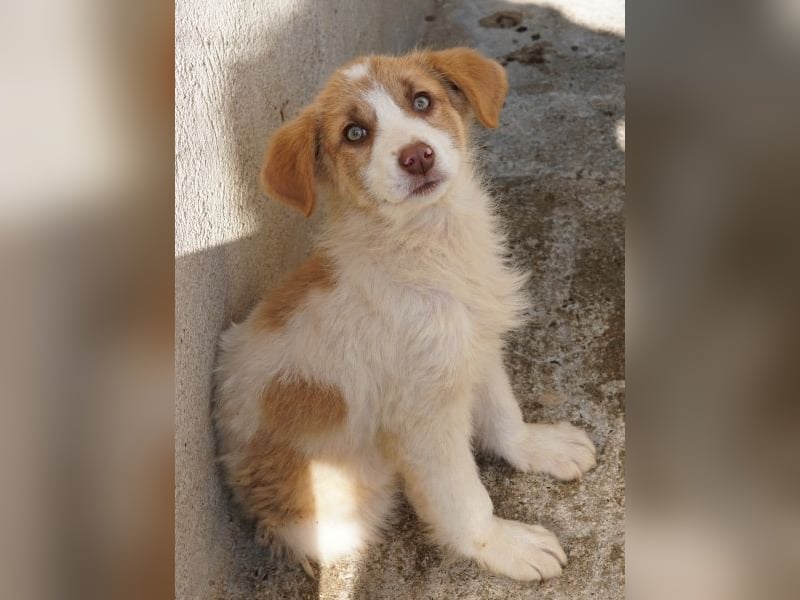 Josefine, geb. ca. 12/2025, lebt in GRIECHENLAND, im städt. Tierheim Serres