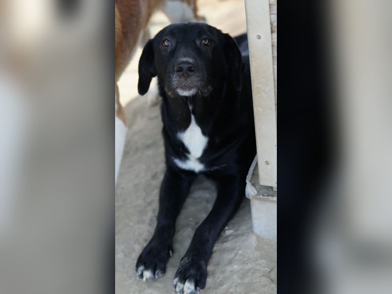 Ria, geb. ca. 10/2024, lebt in GRIECHENLAND, im städt. Tierheim Serres