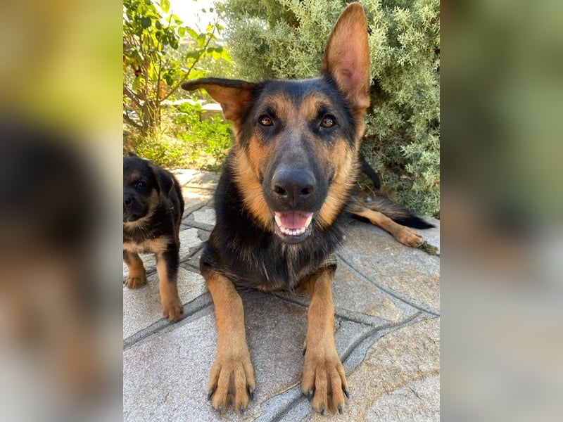 Malta, geb. ca. 07/2024, lebt in GRIECHENLAND, auf einer privaten Pflegestelle