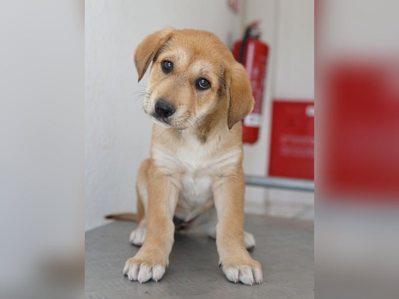 Krissy, geb. ca. 12/2025, lebt in GRIECHENLAND, auf einer privaten Pflegestelle