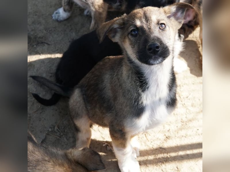 Goudy, geb. ca. 12/25, lebt in GRIECHENLAND, auf einer privaten Pflegestelle