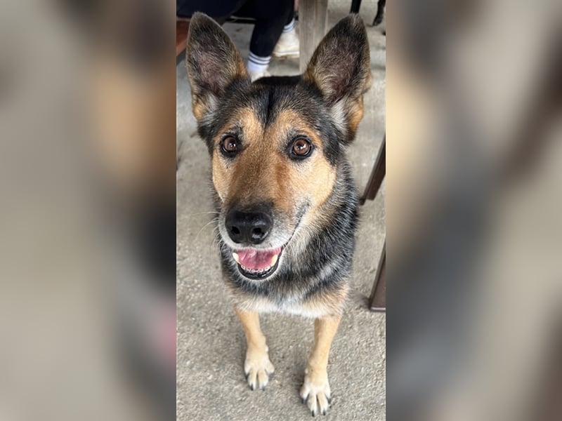 Flash, geb. ca. 09/2017, lebt in GRIECHENLAND, auf einer privaten Pflegestelle