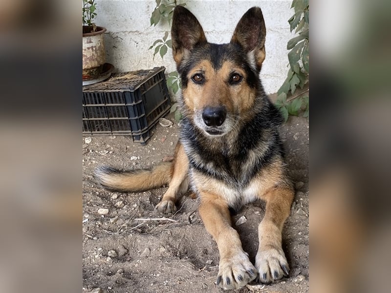 Flash, geb. ca. 09/2017, lebt in GRIECHENLAND, auf einer privaten Pflegestelle