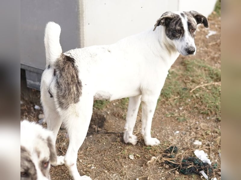 Mea, geb. ca. 11/2022, lebt in GRIECHENLAND, im städt. Tierheim Serres