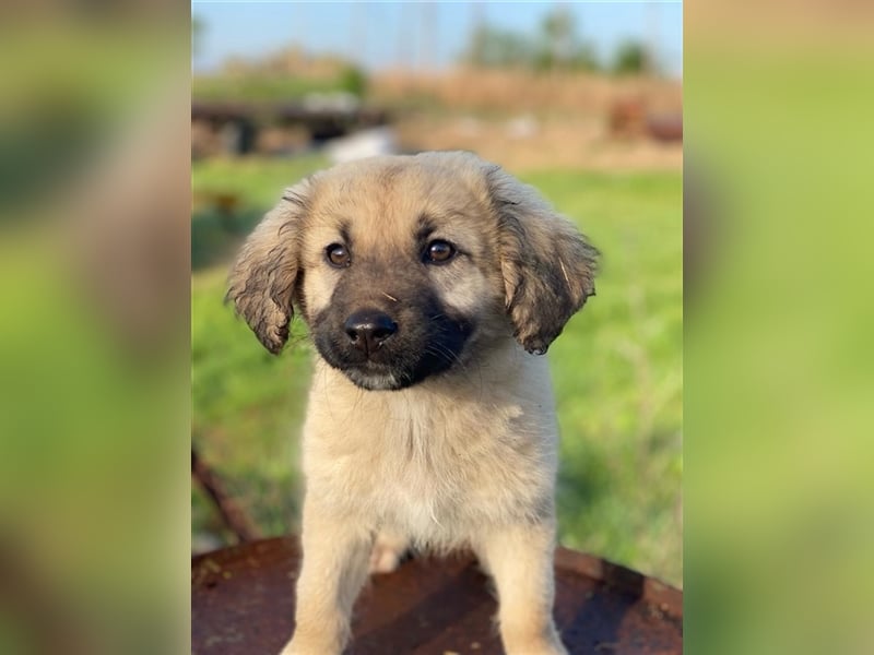Hermine Granger, geb. ca. 12/2023, lebt in GRIECHENLAND, im städt. Tierheim Serres