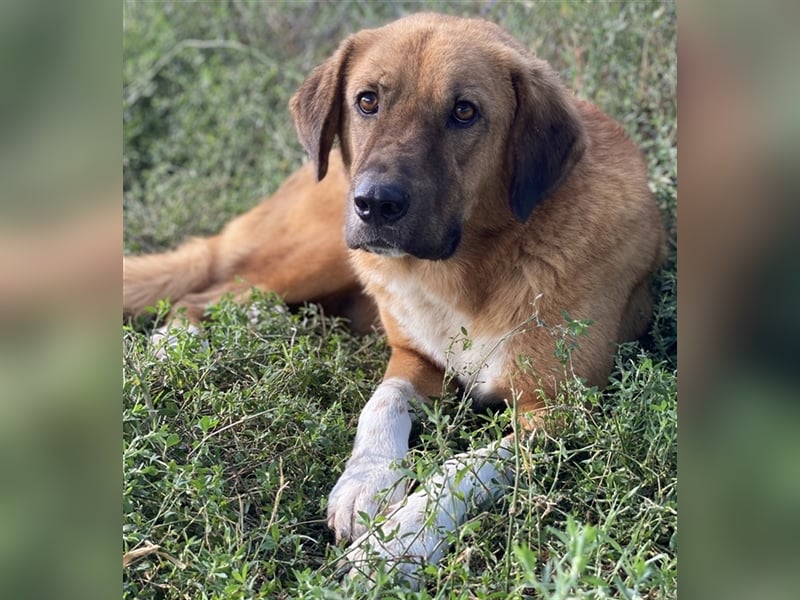 Maletto, geb. ca. 09/2018, lebt in GRIECHENLAND, im städt. Tierheim Serres