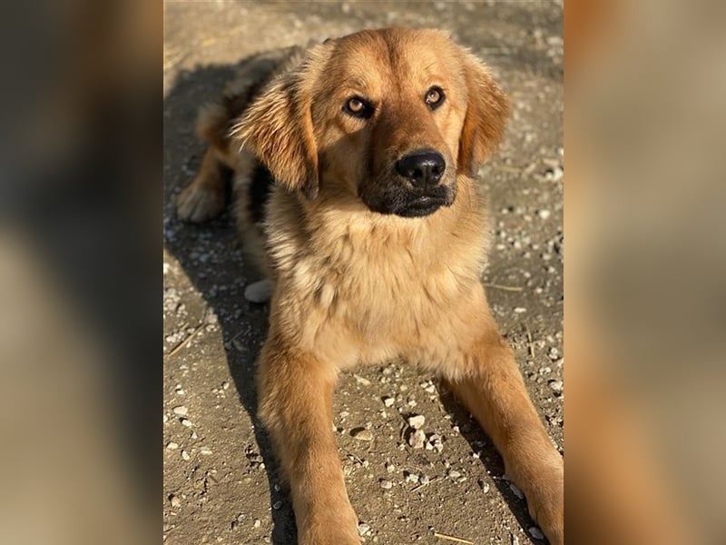 Kerchak, geb. ca. 07/2021, lebt in GRIECHENLAND, im städt. Tierheim Serres