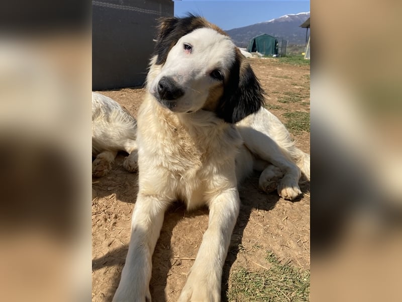 Lyra, geb. ca. 06/2021, lebt in GRIECHENLAND, auf einem Gelände, auf dem Hunde notdürftig versorgt w