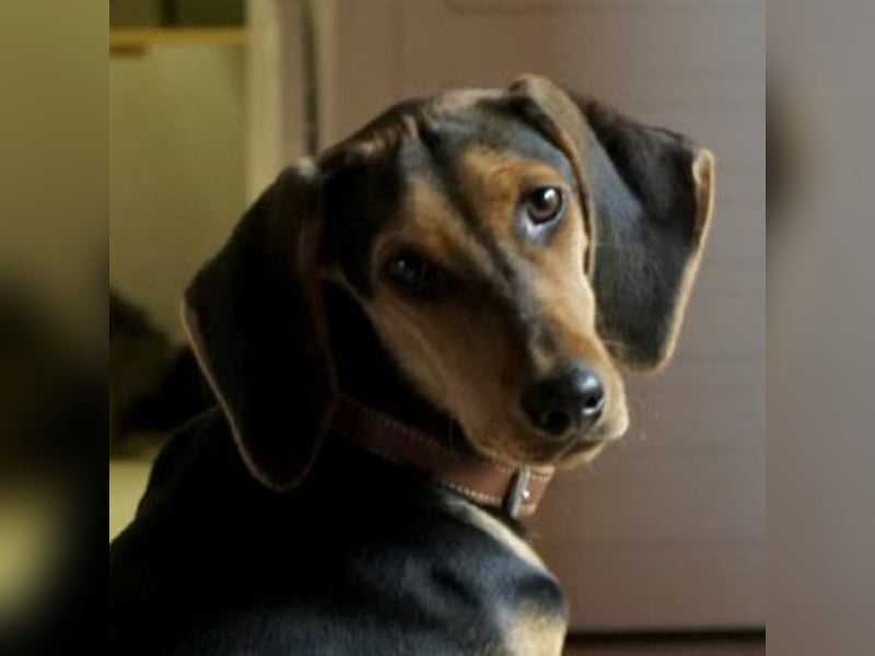 Solen, geb. ca. 04/2025, lebt bei einem Ehepaar in 79733 Görwihl Solen, geb. ca. 04/2025, lebt bei einem Ehepaar in 79733 Görwihl