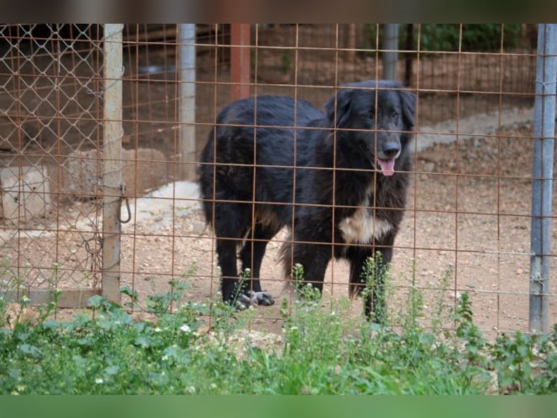 Mania - flauschig, schwarz und einfach klasse!