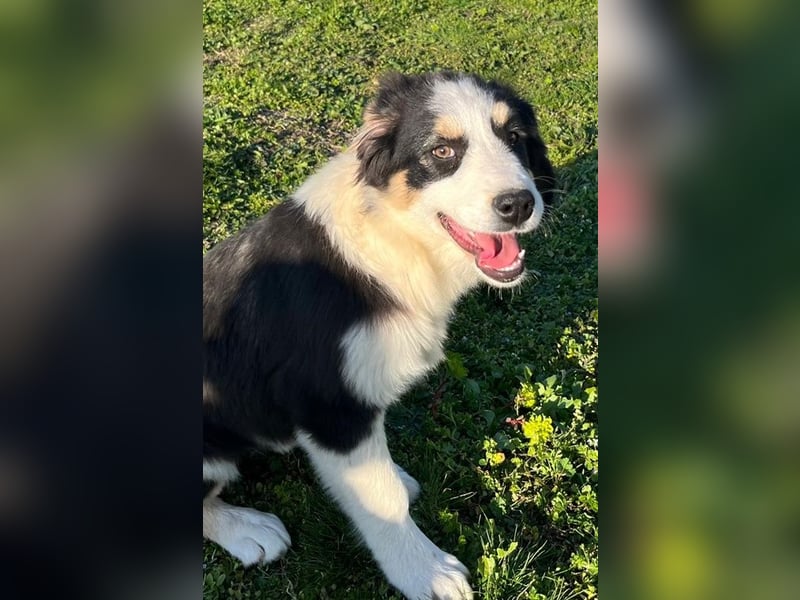 Athena - verspielt, fröhlich und liebenswert