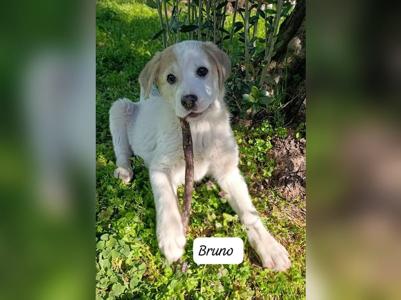 Bruno - kleine Grinsebacke