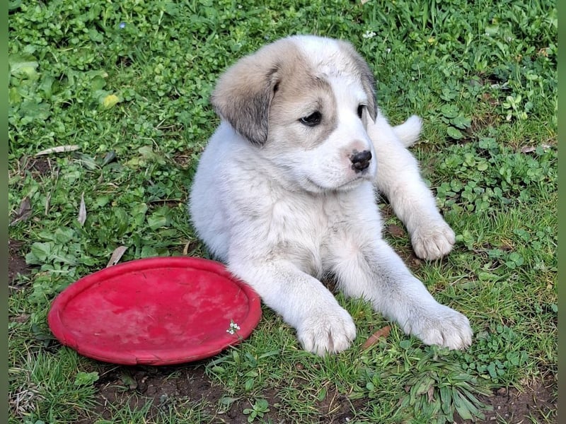 Bruno - kleine Grinsebacke