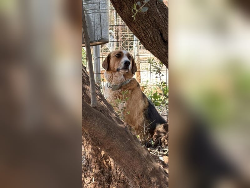 Rica - vertraut, gewartet, üblebt - jetzt fehlt nur noch eine Familie