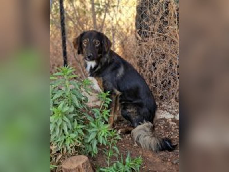 Mowgli sucht Liebe und Frieden