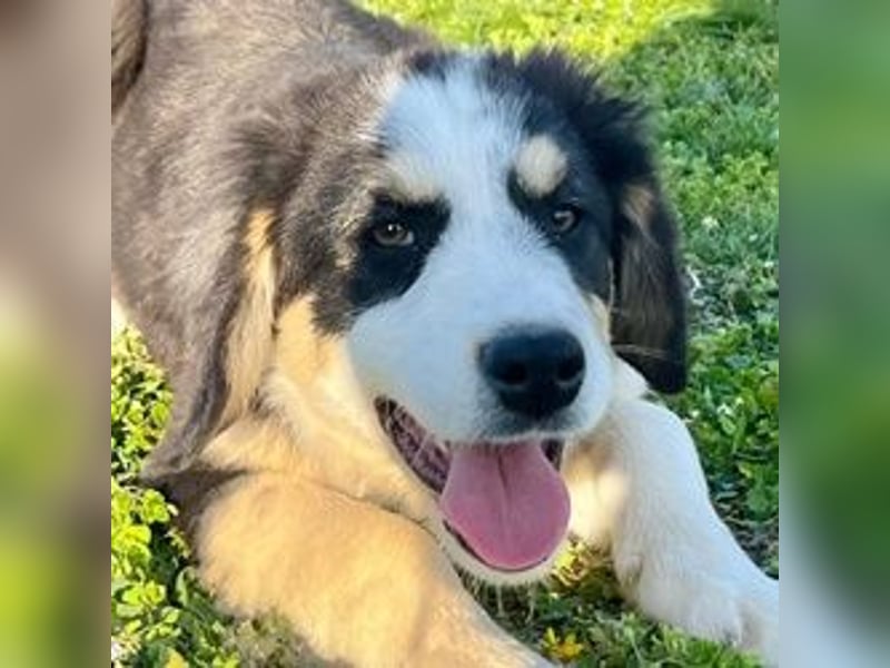 Athena - verspielt, fröhlich und liebenswert