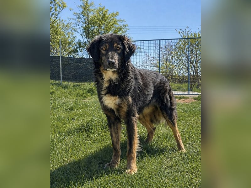 Mowgli sucht Liebe und Frieden