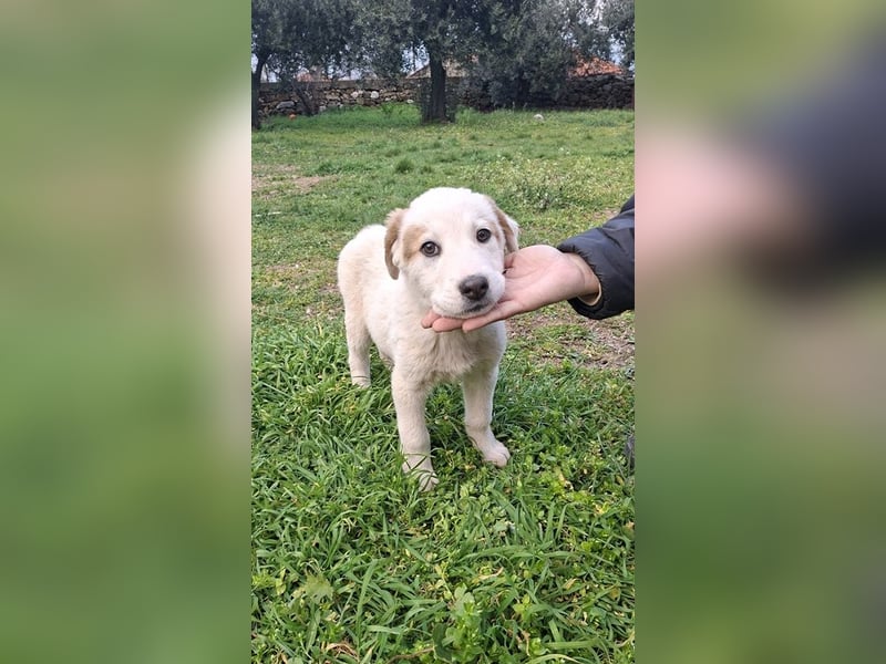 Billy - sanfter Bub auf der Suche nach dem Glück
