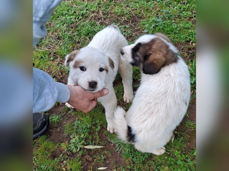 Billy - sanfter Bub auf der Suche nach dem Glück