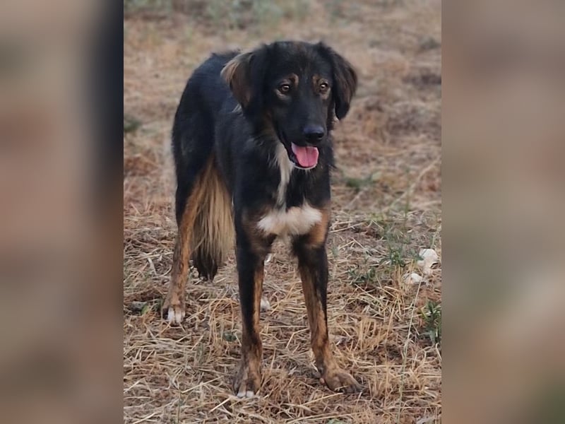 Mowgli sucht Liebe und Frieden