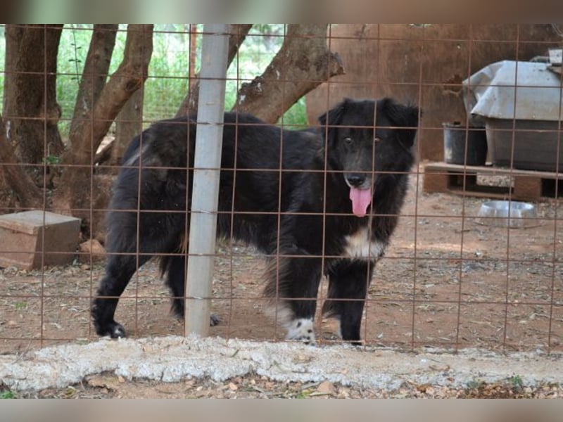 Mania - flauschig, schwarz und einfach klasse!