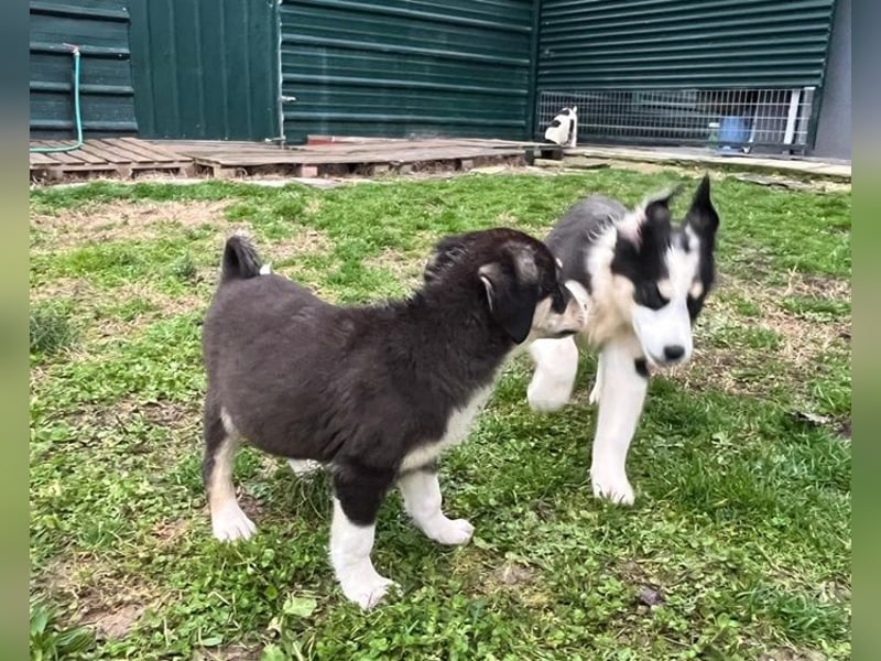 Athena - verspielt, fröhlich und liebenswert