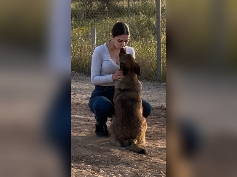 Zauberhafter Sirius wurde einfach ausgesetzt