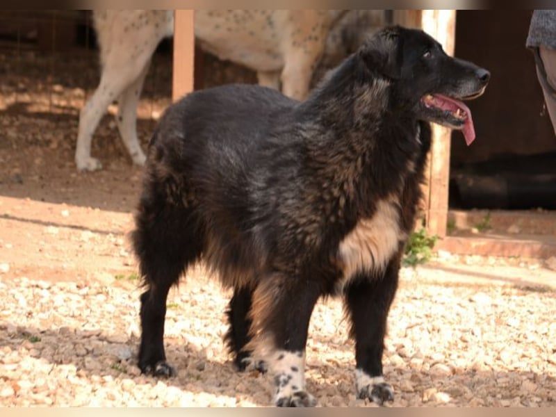 Mania - flauschig, schwarz und einfach klasse!