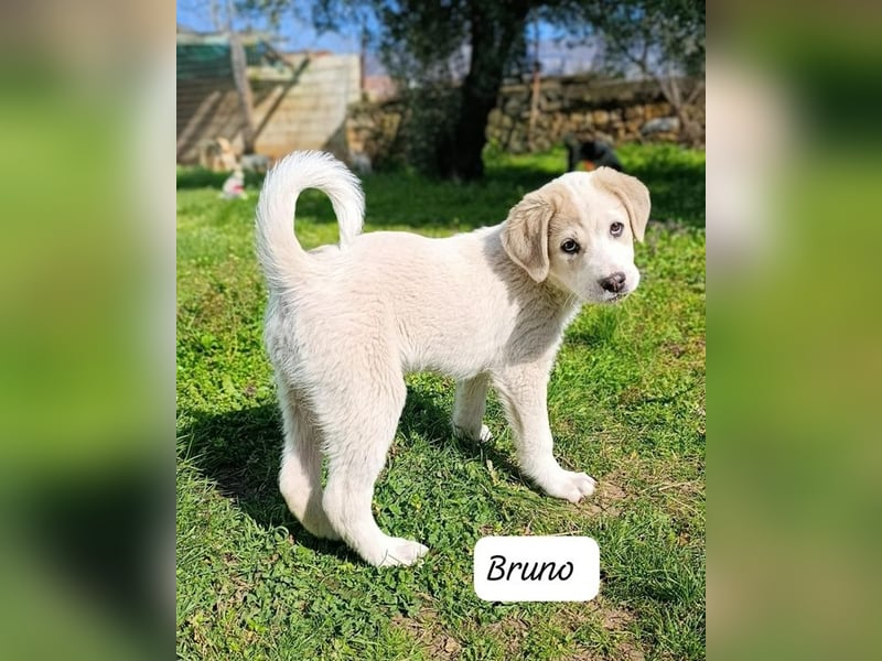 Bruno - kleine Grinsebacke