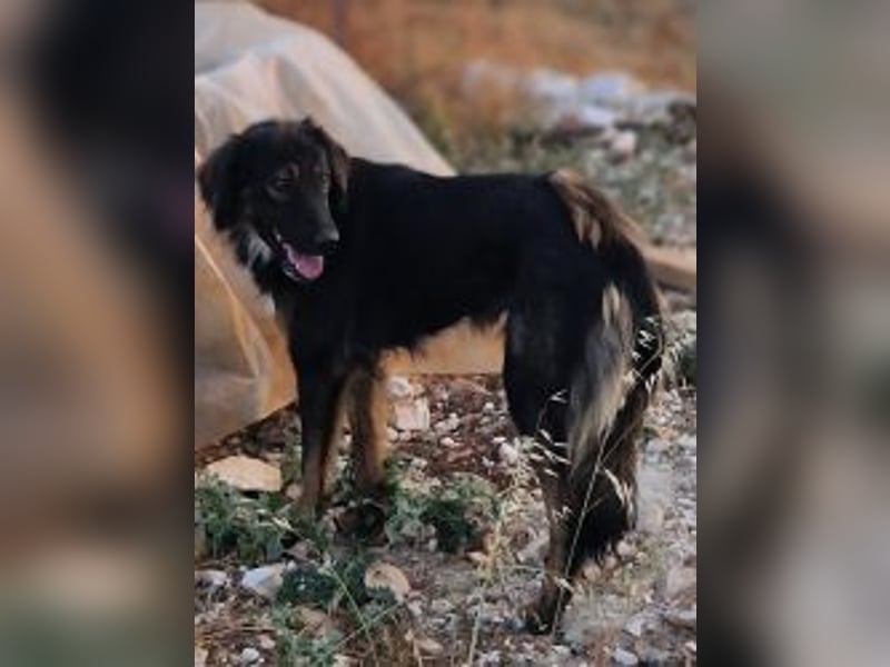 Mowgli sucht Liebe und Frieden