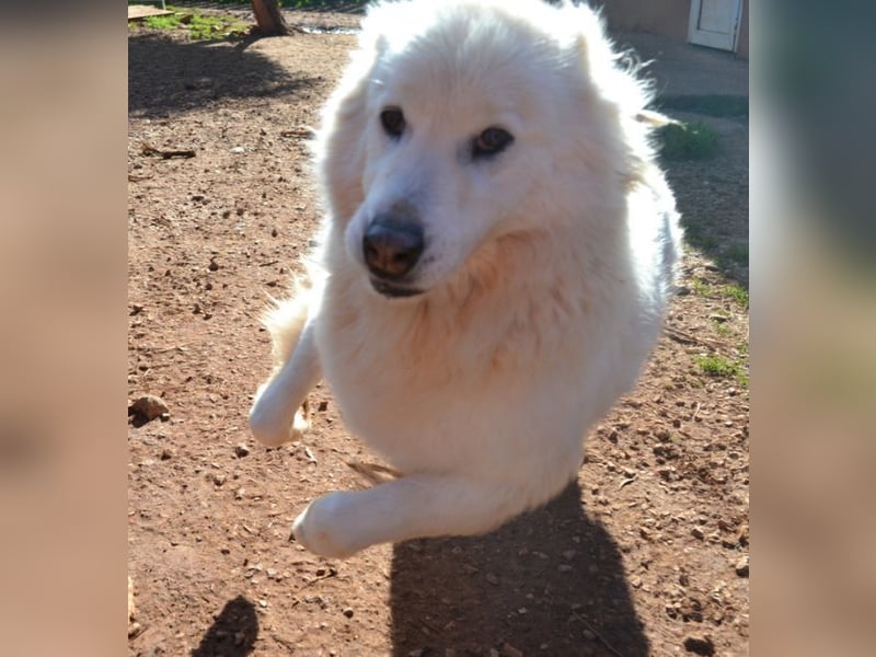 Nakuma - eine starke, treue Persönlichkeit sucht Ihre Menschen