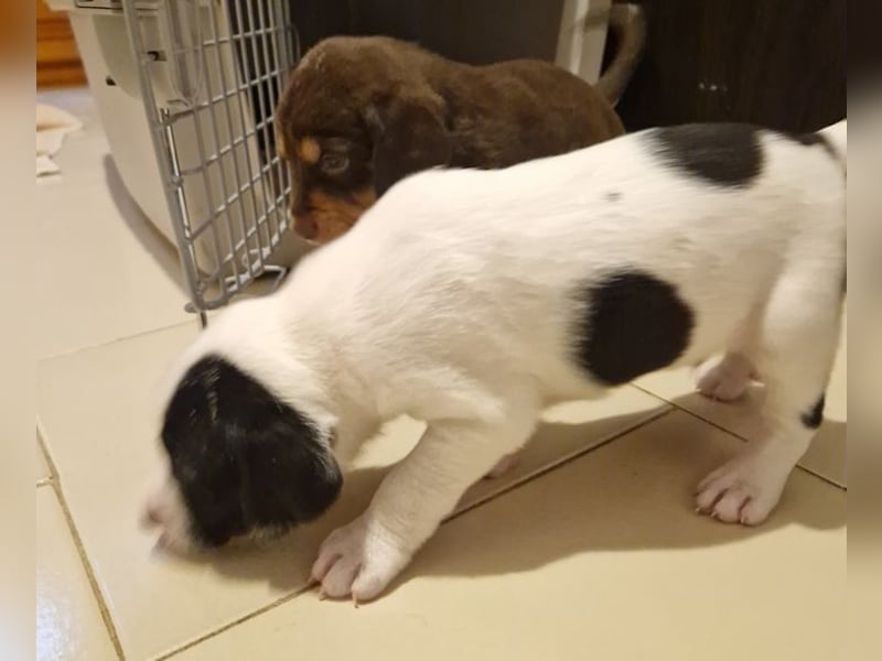 Faris - ein Sonnenschein