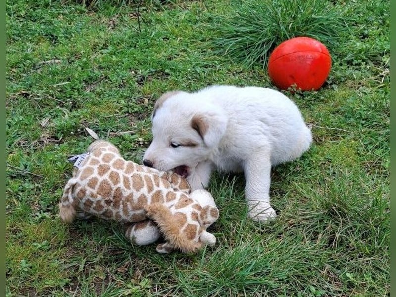 Billy - sanfter Bub auf der Suche nach dem Glück