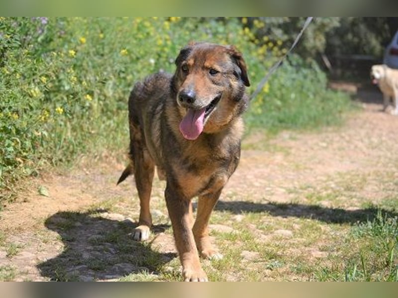 Manthos - sein Blick weise-melancholisch, seine Schnauze grau, sein Herz voller Liebe