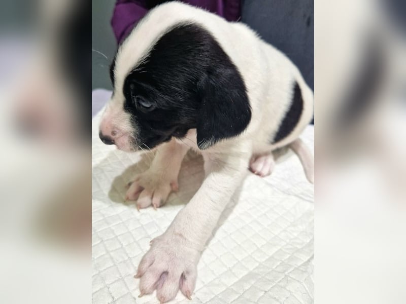 Faris - ein Sonnenschein