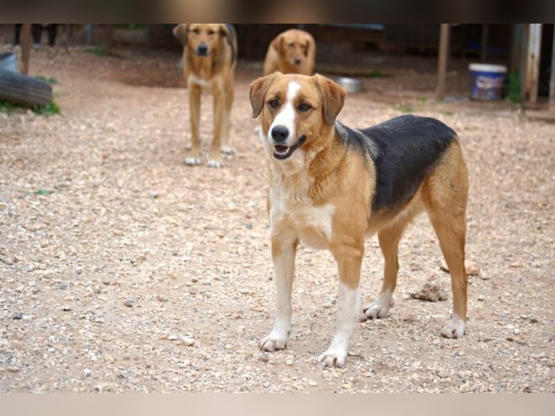 Rica - vertraut, gewartet, üblebt - jetzt fehlt nur noch eine Familie
