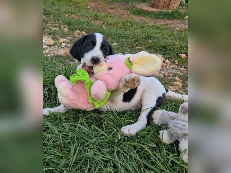 Faris - ein Sonnenschein