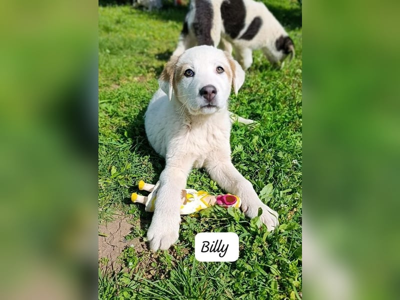 Billy - sanfter Bub auf der Suche nach dem Glück