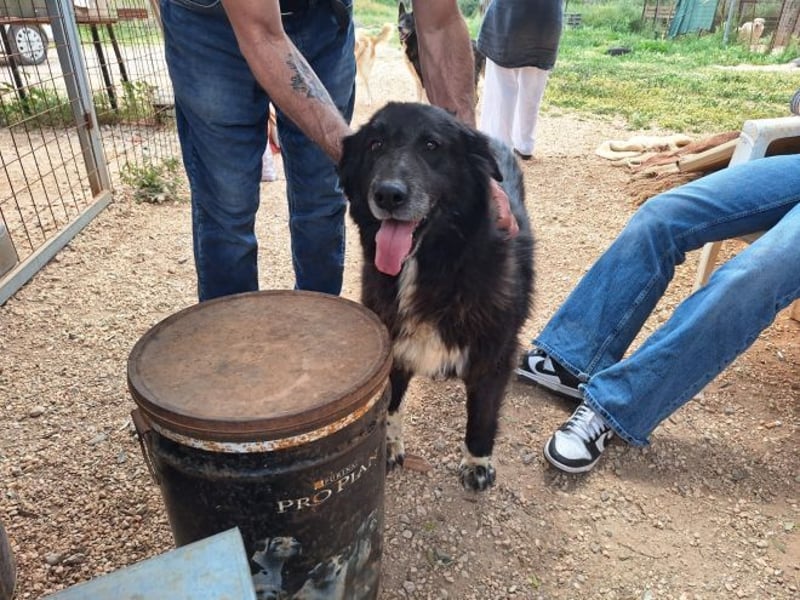 Mania - flauschig, schwarz und einfach klasse!